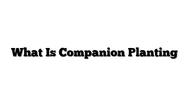 What Is Companion Planting