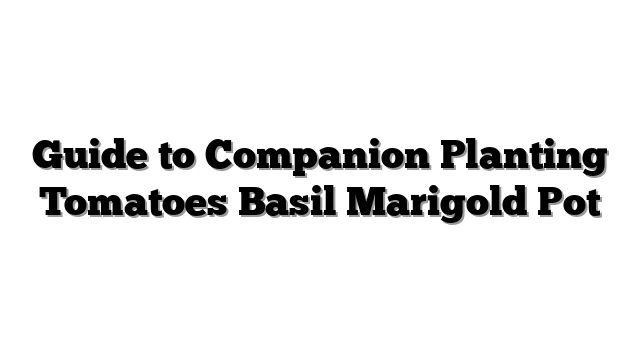 Guide to Companion Planting Tomatoes Basil Marigold Pot