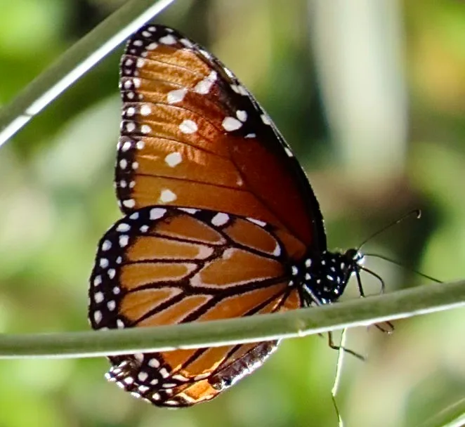 bee butterfly pollinator garden