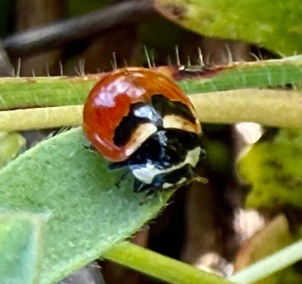 beneficial insects in garden