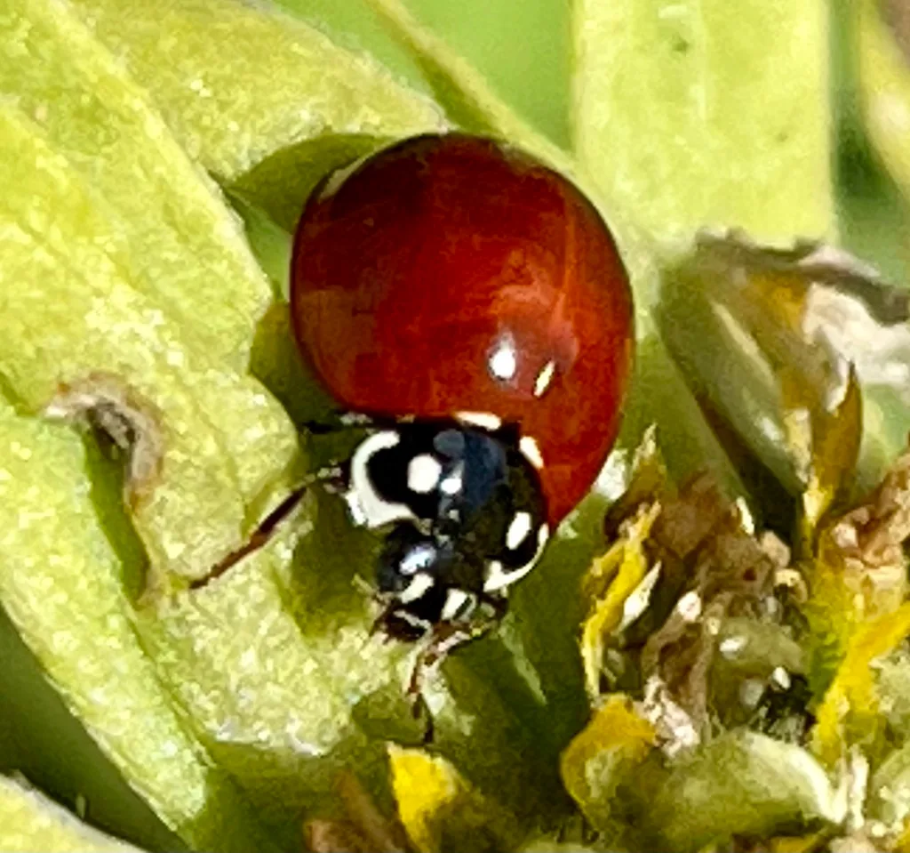 beneficial insects