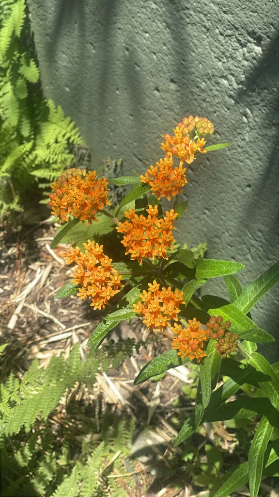 Butterfly Weed Asclepias tuberosa