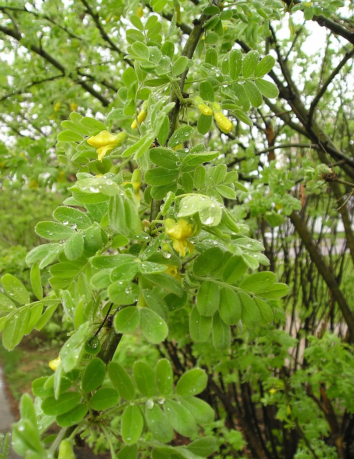 Caragana arborescens