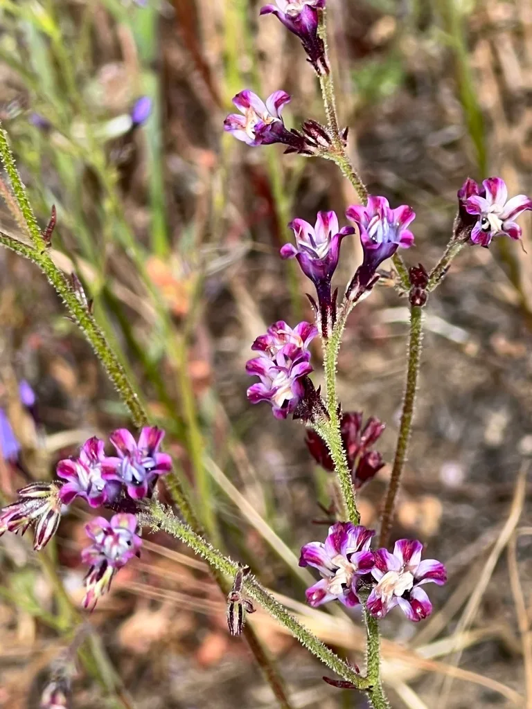 companion planting with native wildflowers