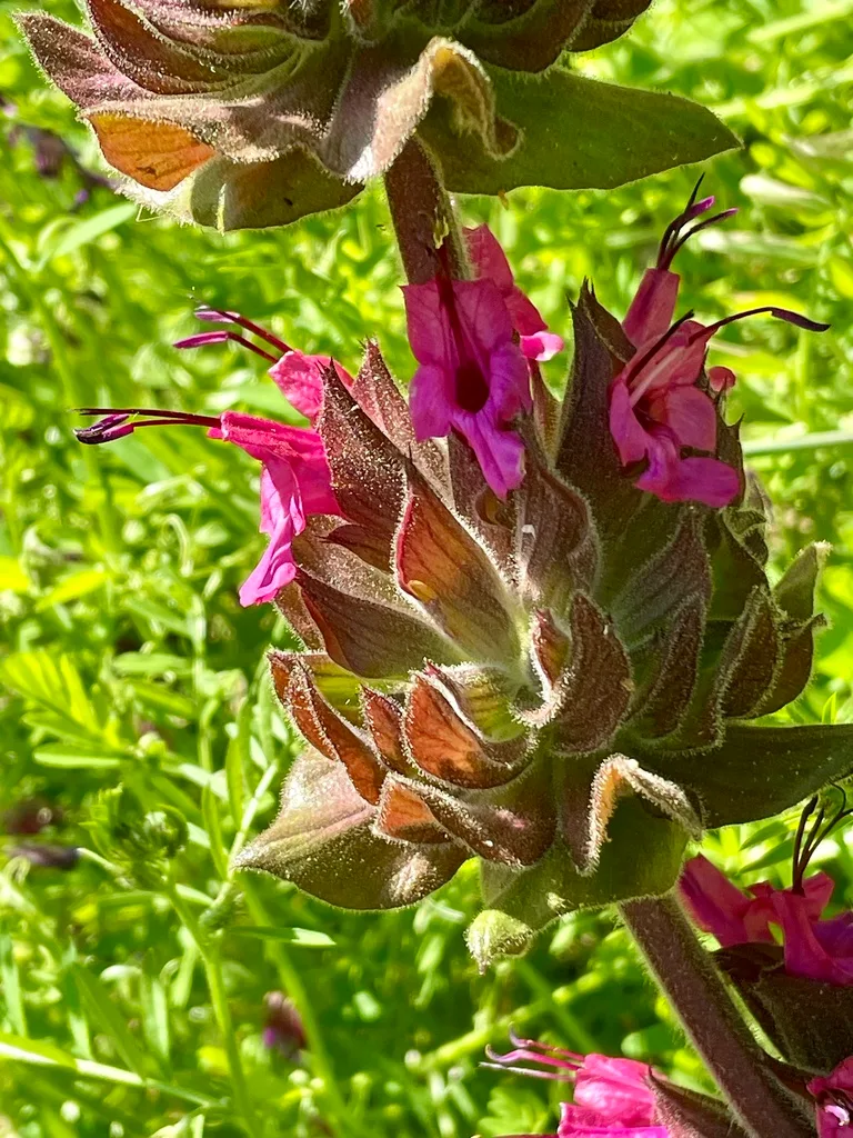 drought tolerant native plant garden