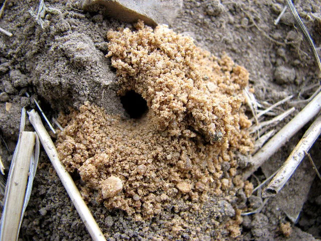 earthworms in soil
