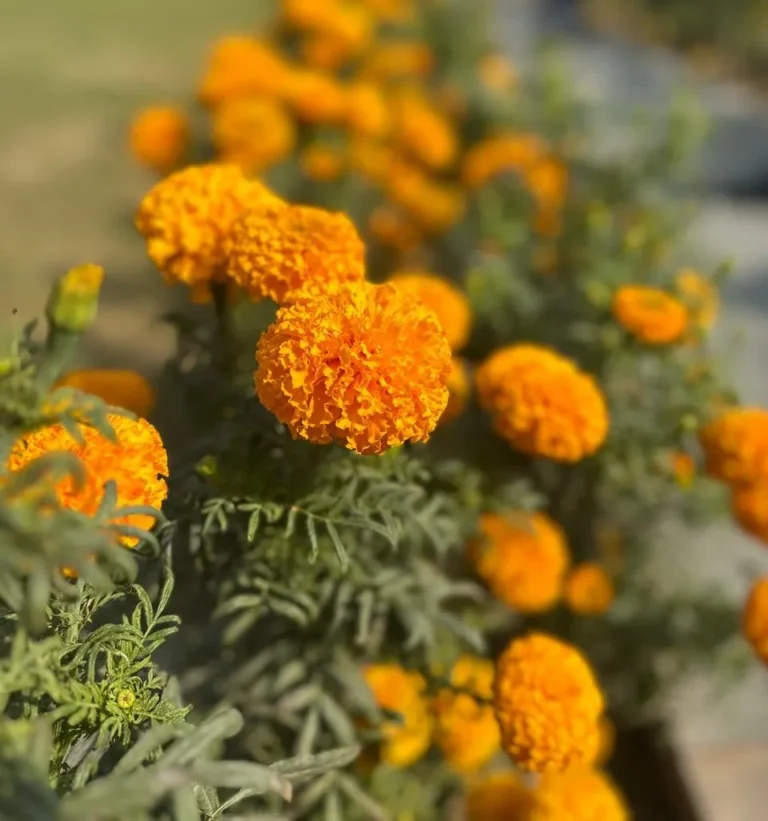 French marigolds companion planting