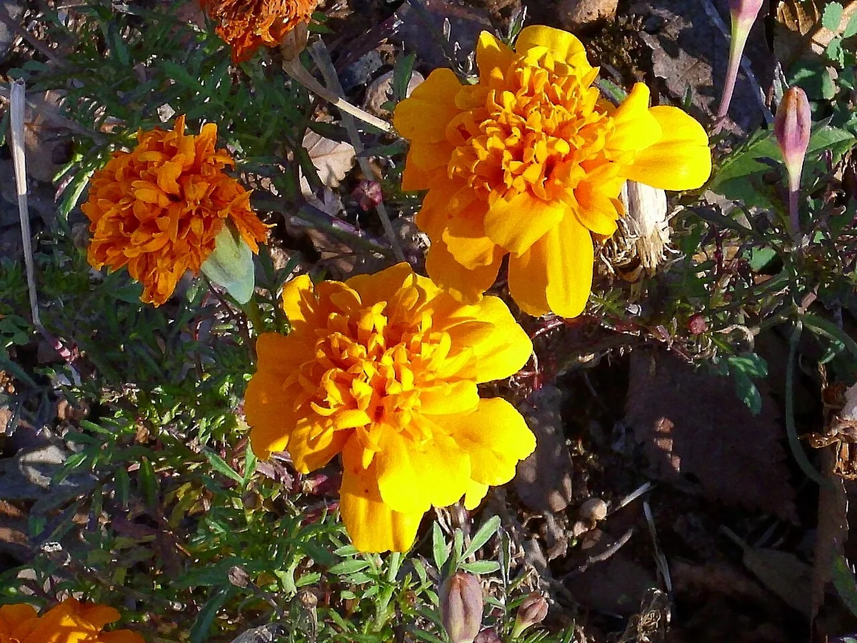 French marigolds