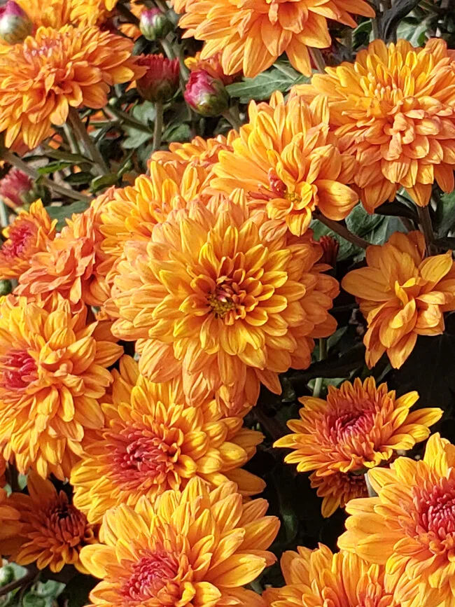 garden mistakes overplanting