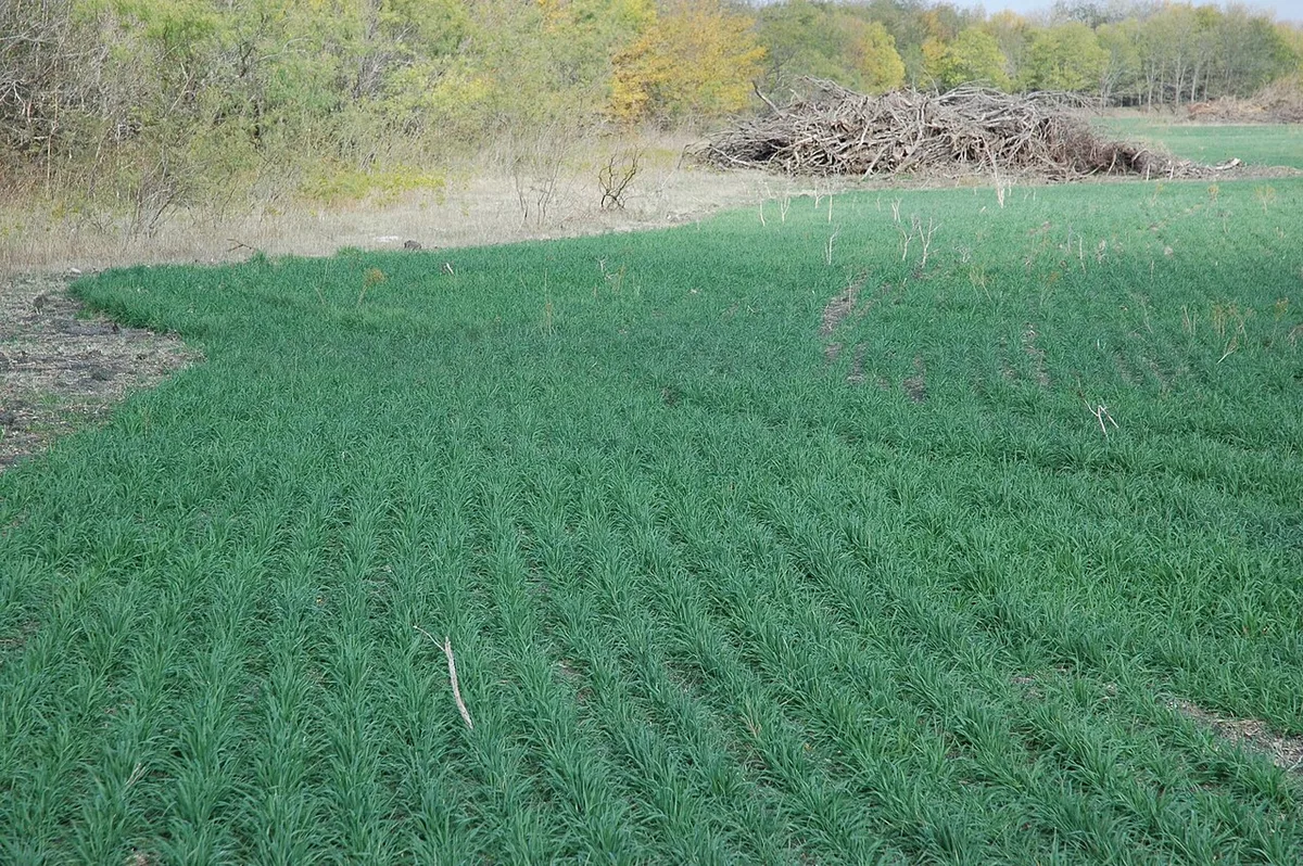 green manure cover crop