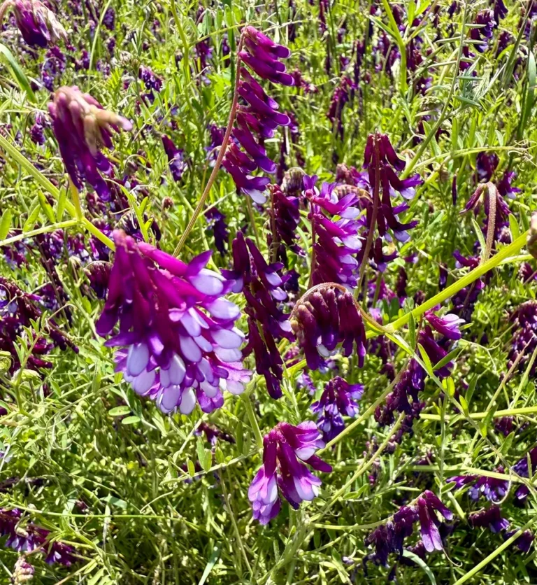 hairy vetch green manure