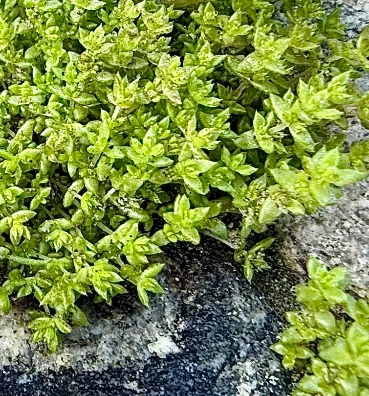 how to tell difference between native and invasive plants