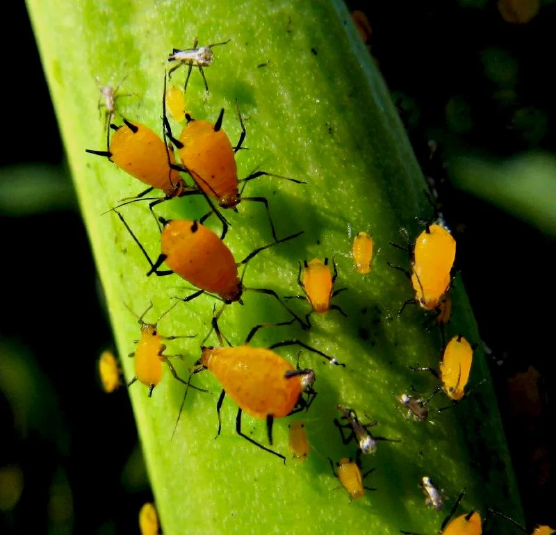 ladybug eating aphids