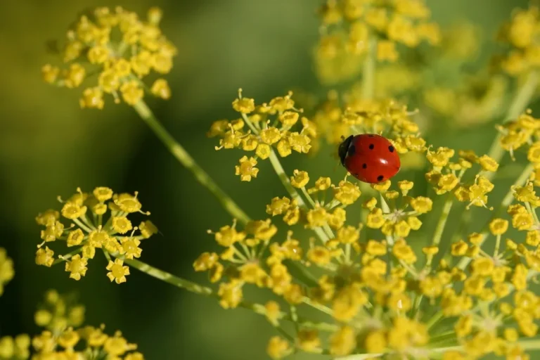 Ladybugs