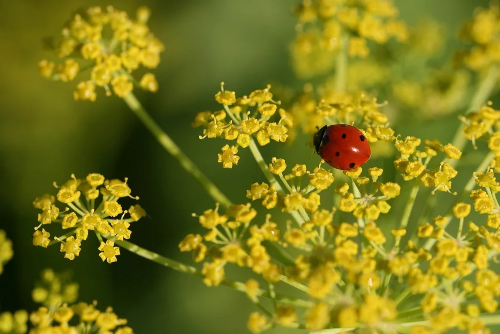 Ladybugs