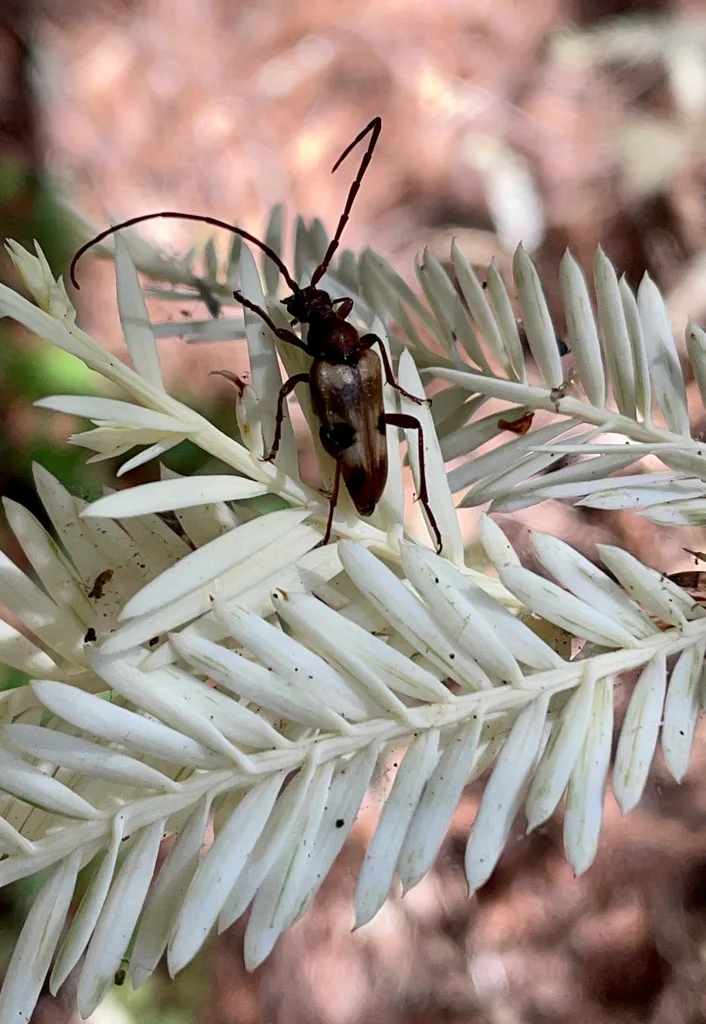 low maintenance native plants for home gardens