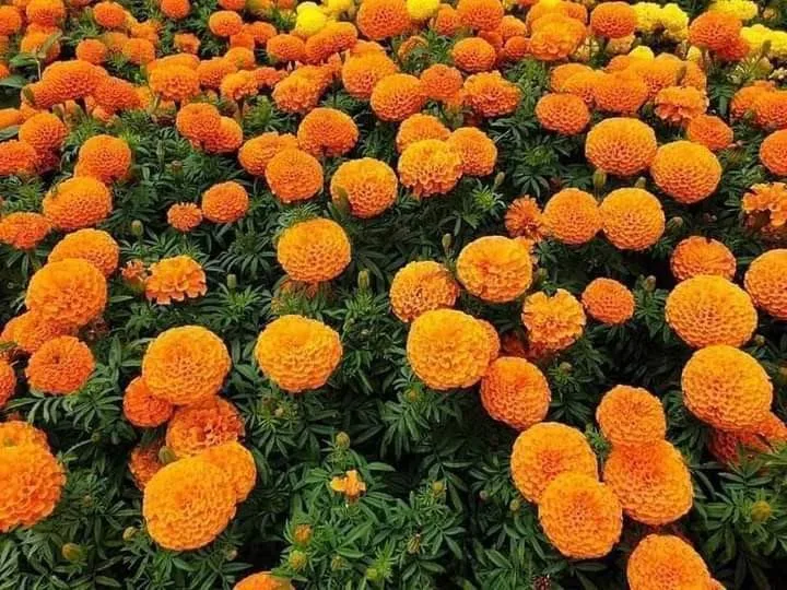 marigolds protecting tomatoes
