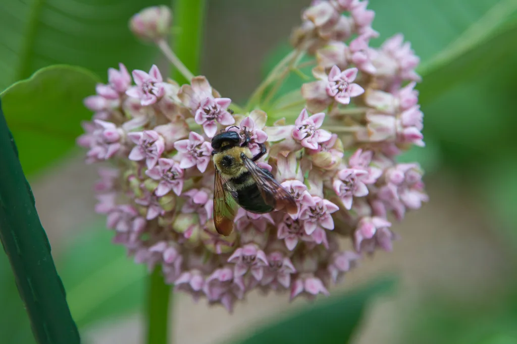 native milkweed plant pollinator habitat