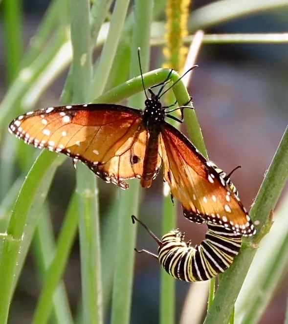 native plants that attract pollinators