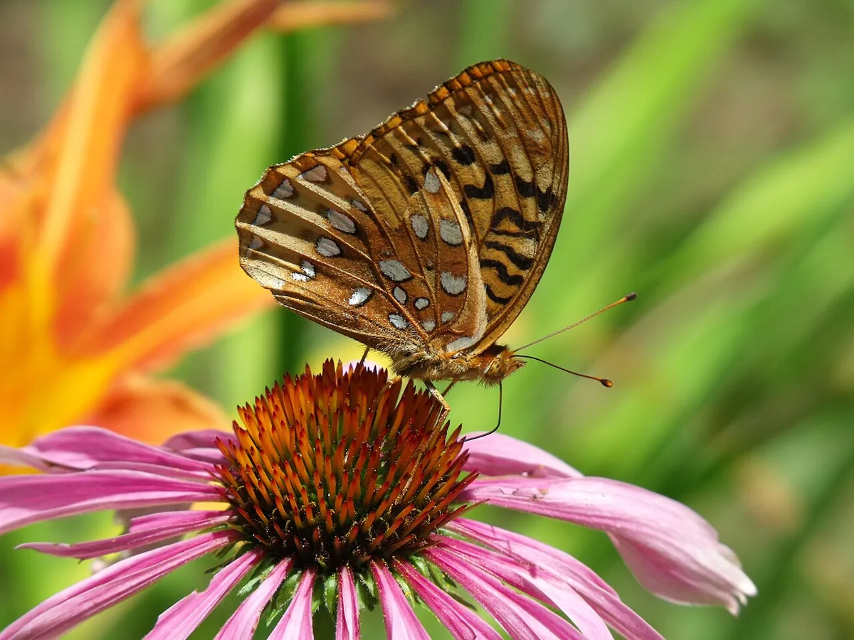 native pollinator plant example