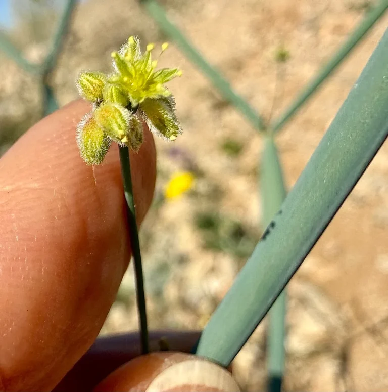 native shrub with pollinators low water