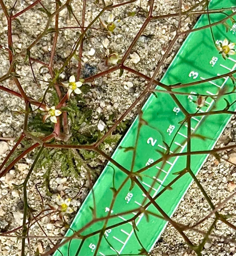 native vs invasive plants comparison