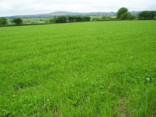 nitrogen-fixing plants