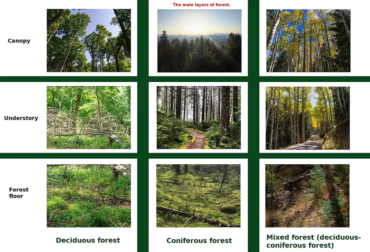 nitrogen fixing shrubs food forest understory