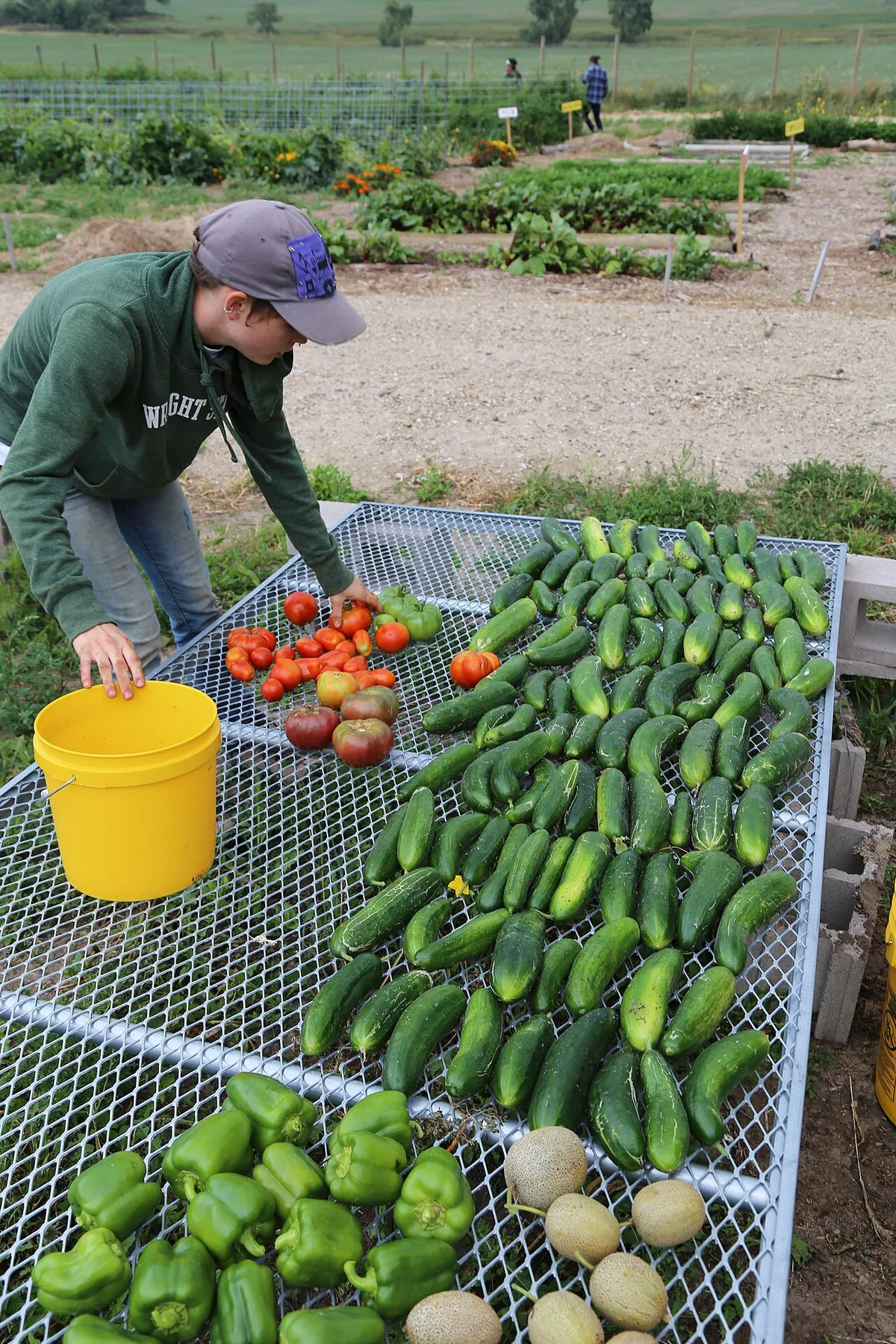 organic vegetable garden practices