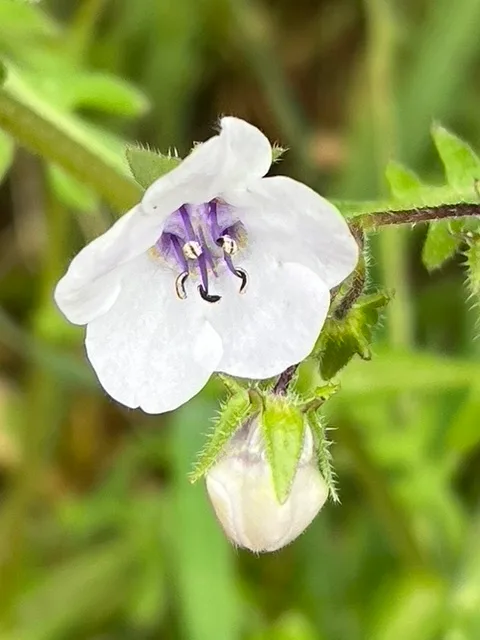 planting native perennial