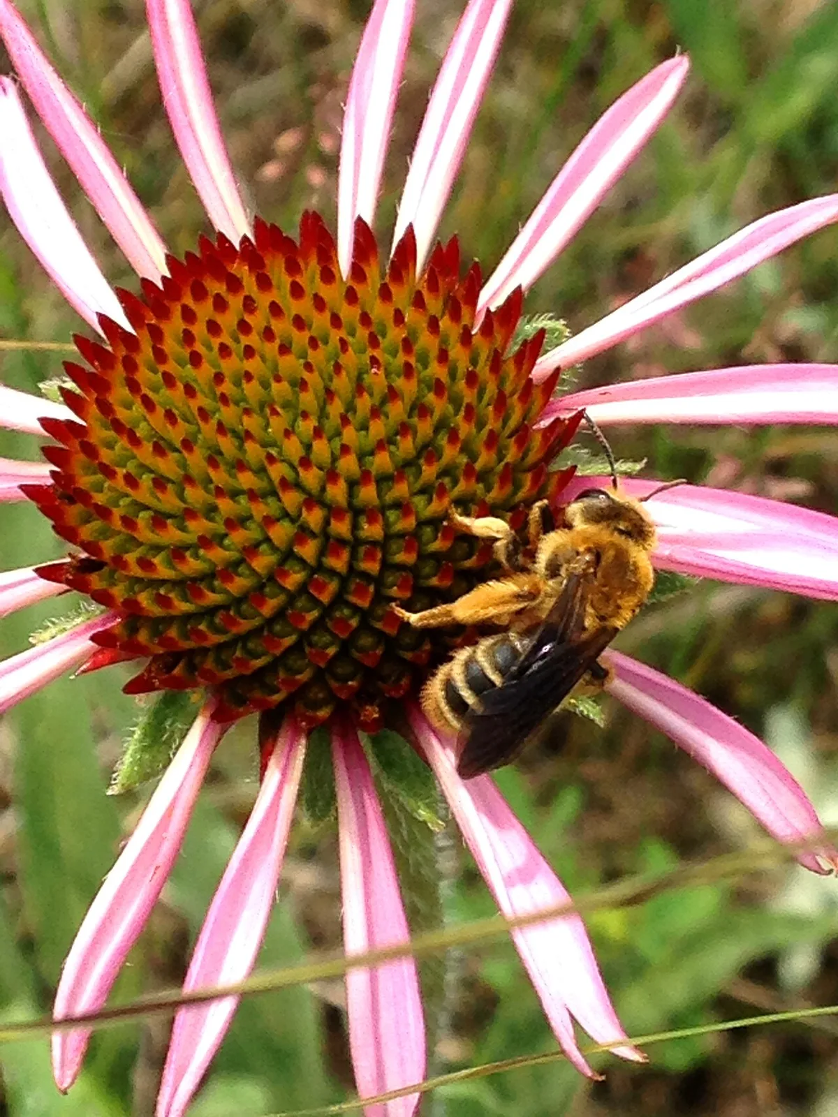 Pollinator species bees butterflies