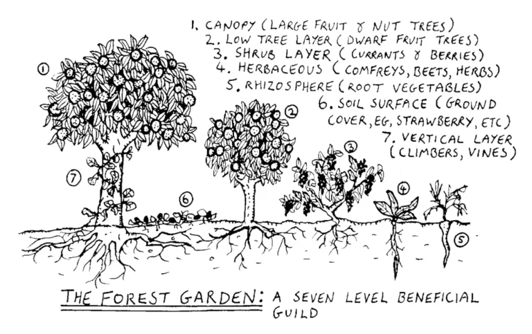 replacing lawn with food forest step by step🔥 hot