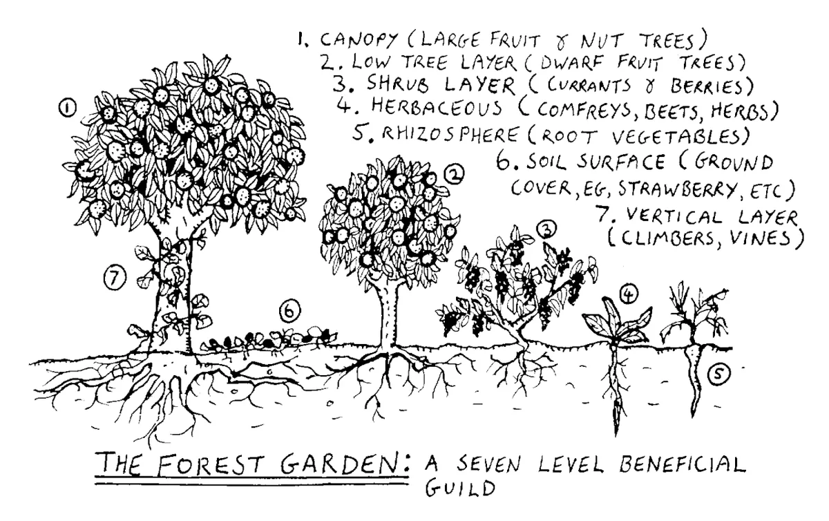 replacing lawn with food forest step by step🔥 hot