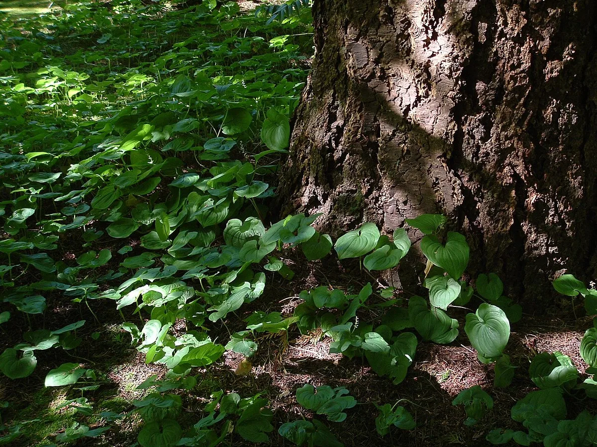 shade tolerant native ground cover