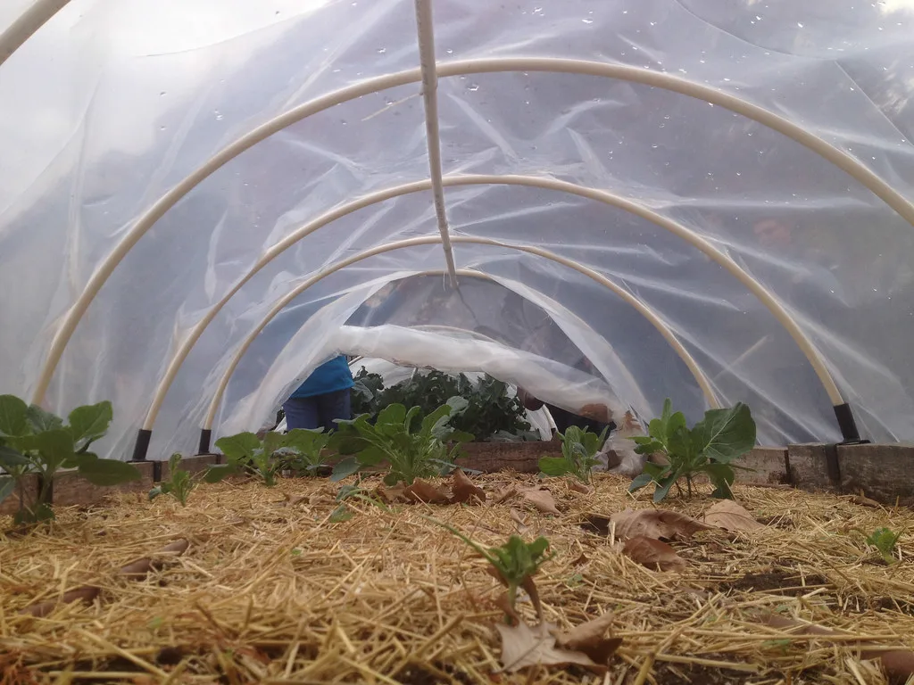 sheet mulching