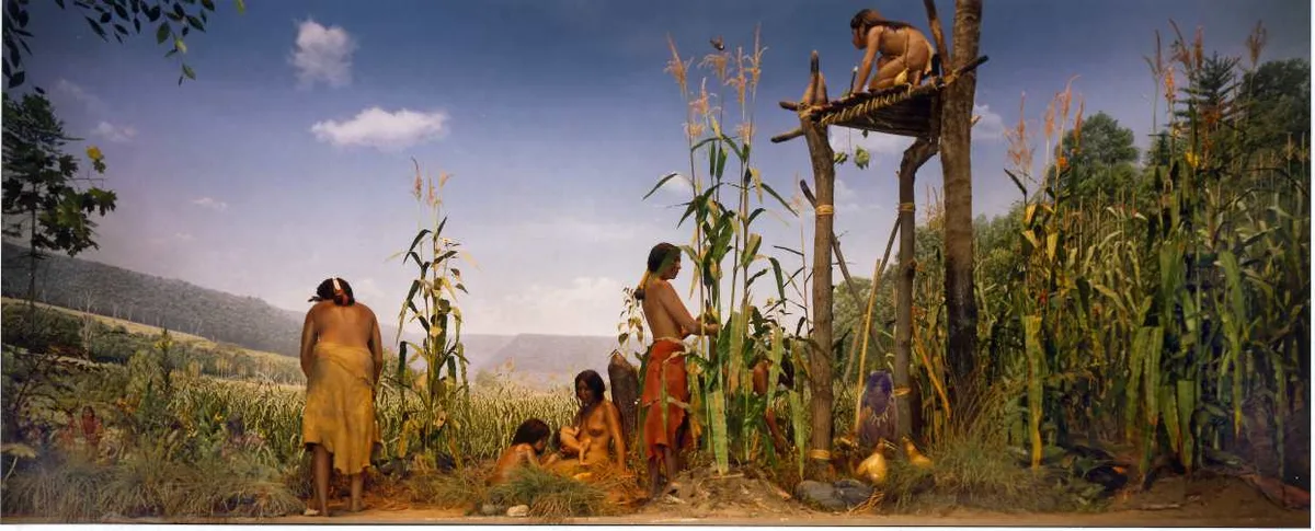 The Three Sisters: Corn, Beans, and Squash