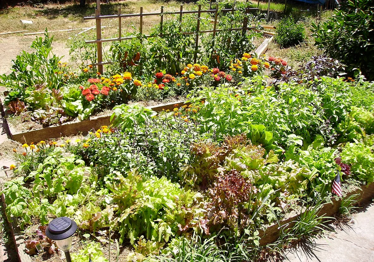 tomato basil marigold companion planting