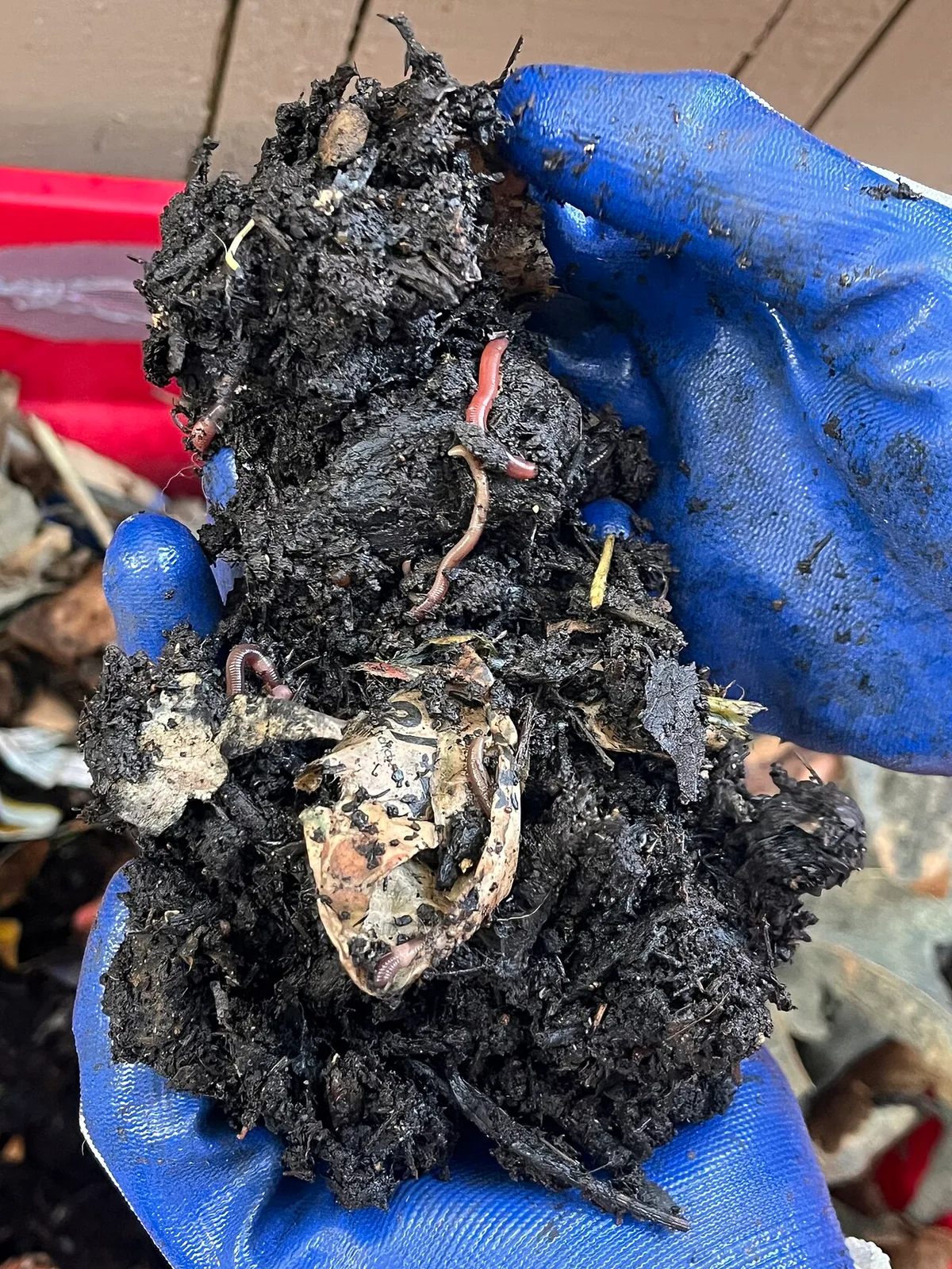 vermicomposting worm bin