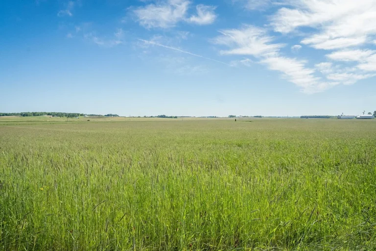 winter rye crimson clover cover crop