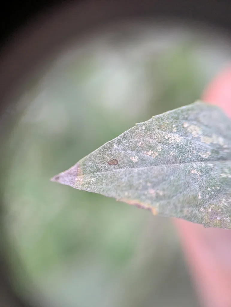 bee balam powdery mildew