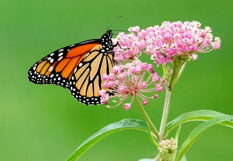 monarch butterfly habitat native milkweed garden🔥 hot