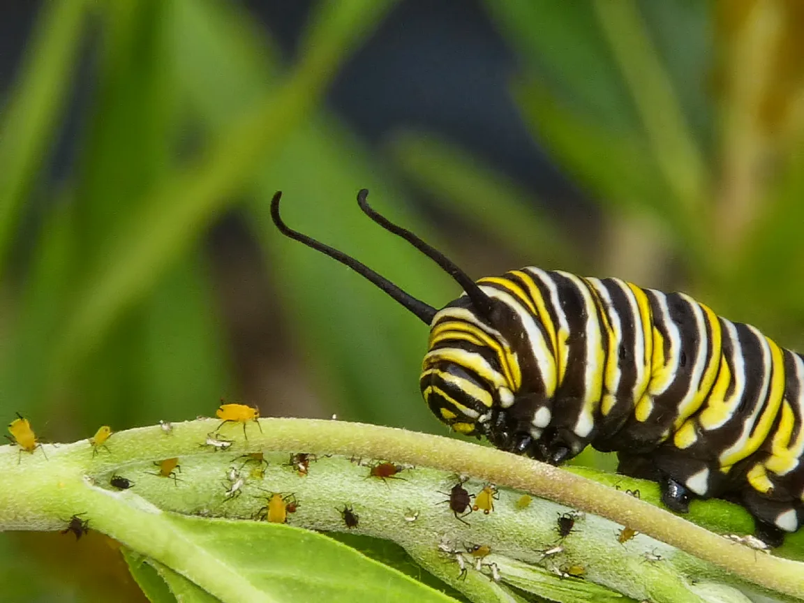 monarch caterpillar chrysalis