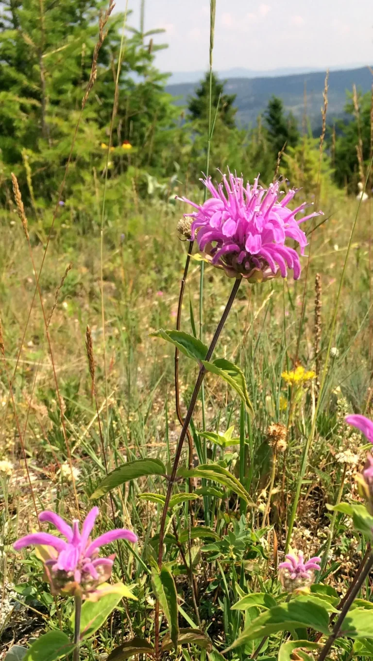 wild bergamot bee balm pollinator garden